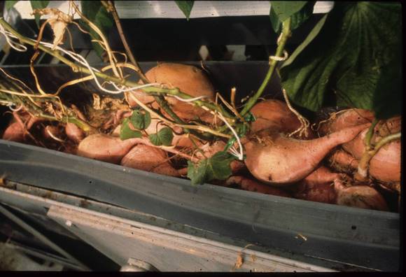 Sweet potato cuttings grown in an Alabama laboratory were flown aboard Columbia to test root growth in microgravity. Courtesy of NASA.